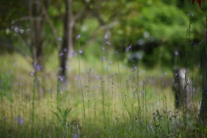 20170505　マツバウンラン（松葉海蘭）の花 (4)